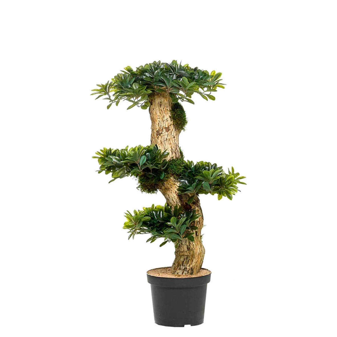 Bonsai Ficus 70-90cm – Planta artificial