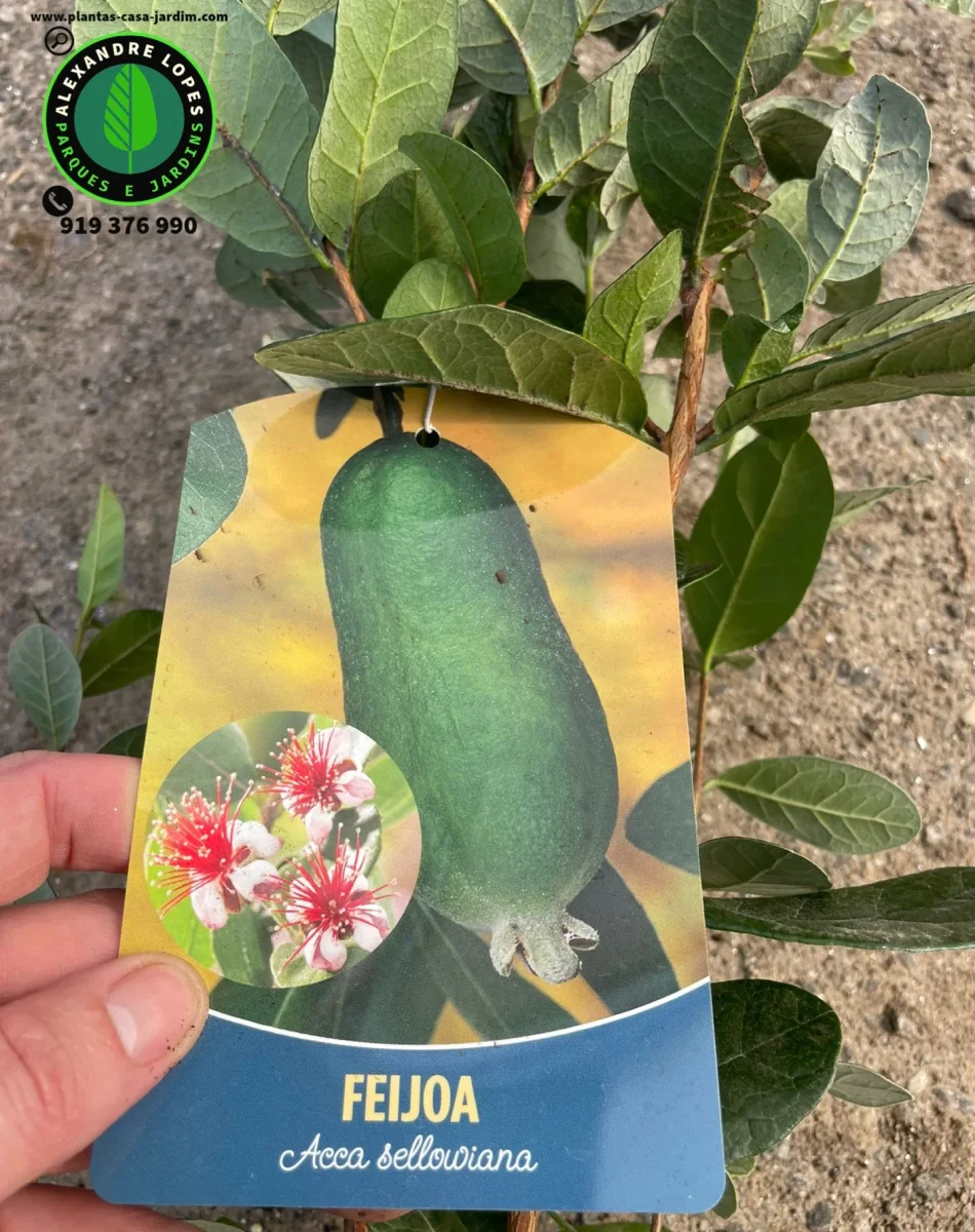 Feijoa sellowiana – arbusto de fruto