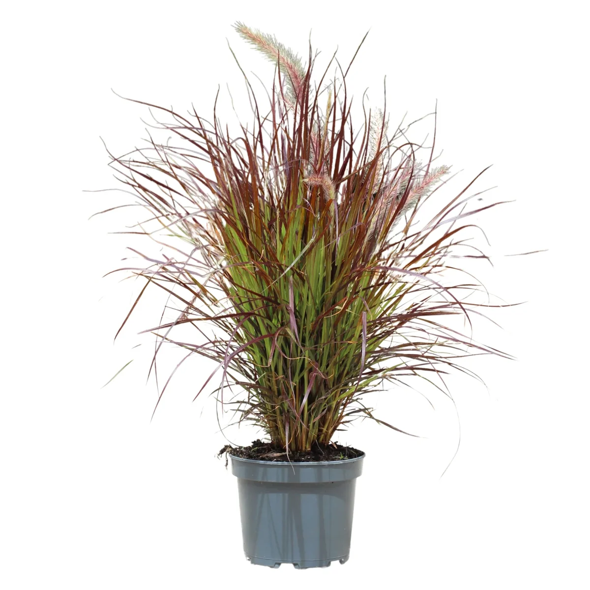 Pennisetum Advena Rubrum