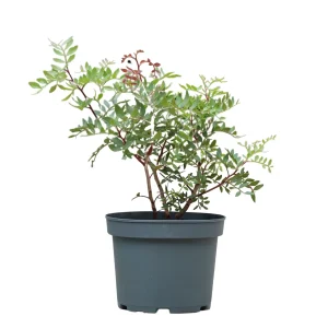Pistacea Lentiscus | Lentisco