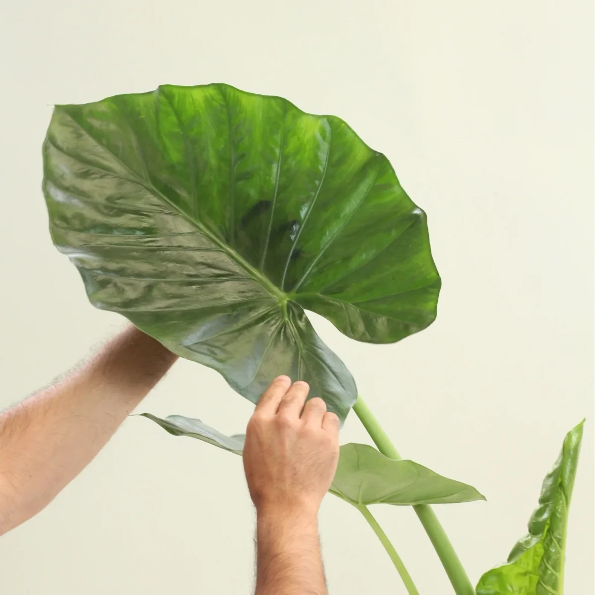 Alocasia Macrorrhizos - Image 5
