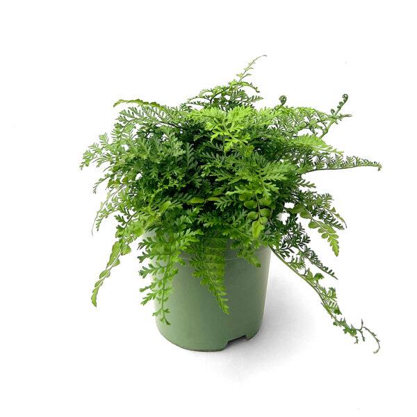 Asplenium Parvati - Image 2