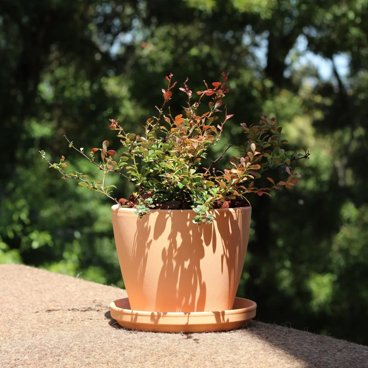Berberis - Image 5