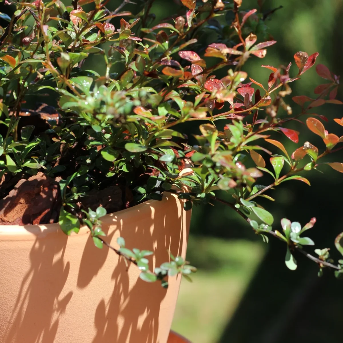 Berberis - Image 3