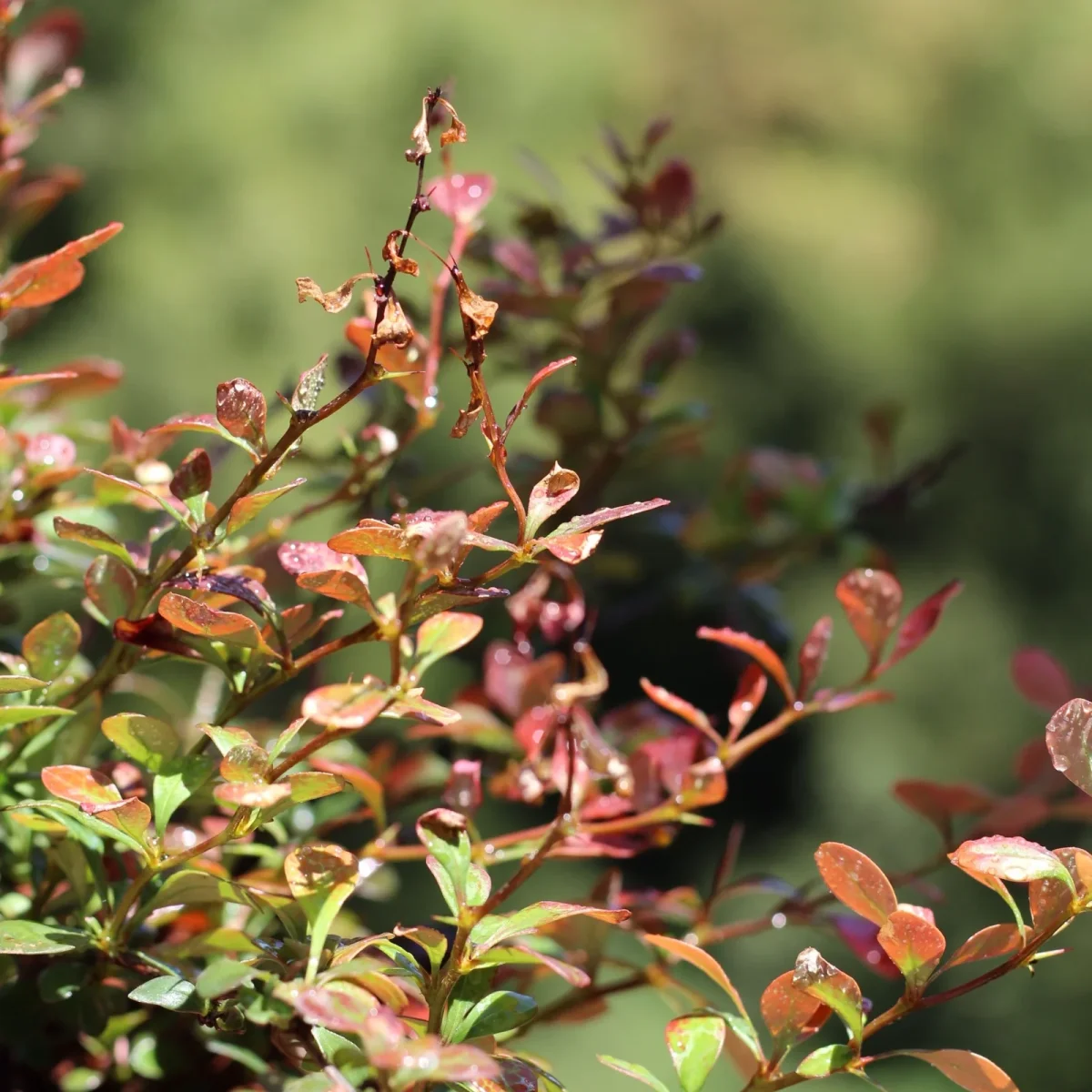 Berberis - Image 4