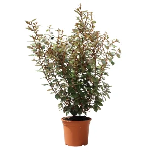 Elaeagnus