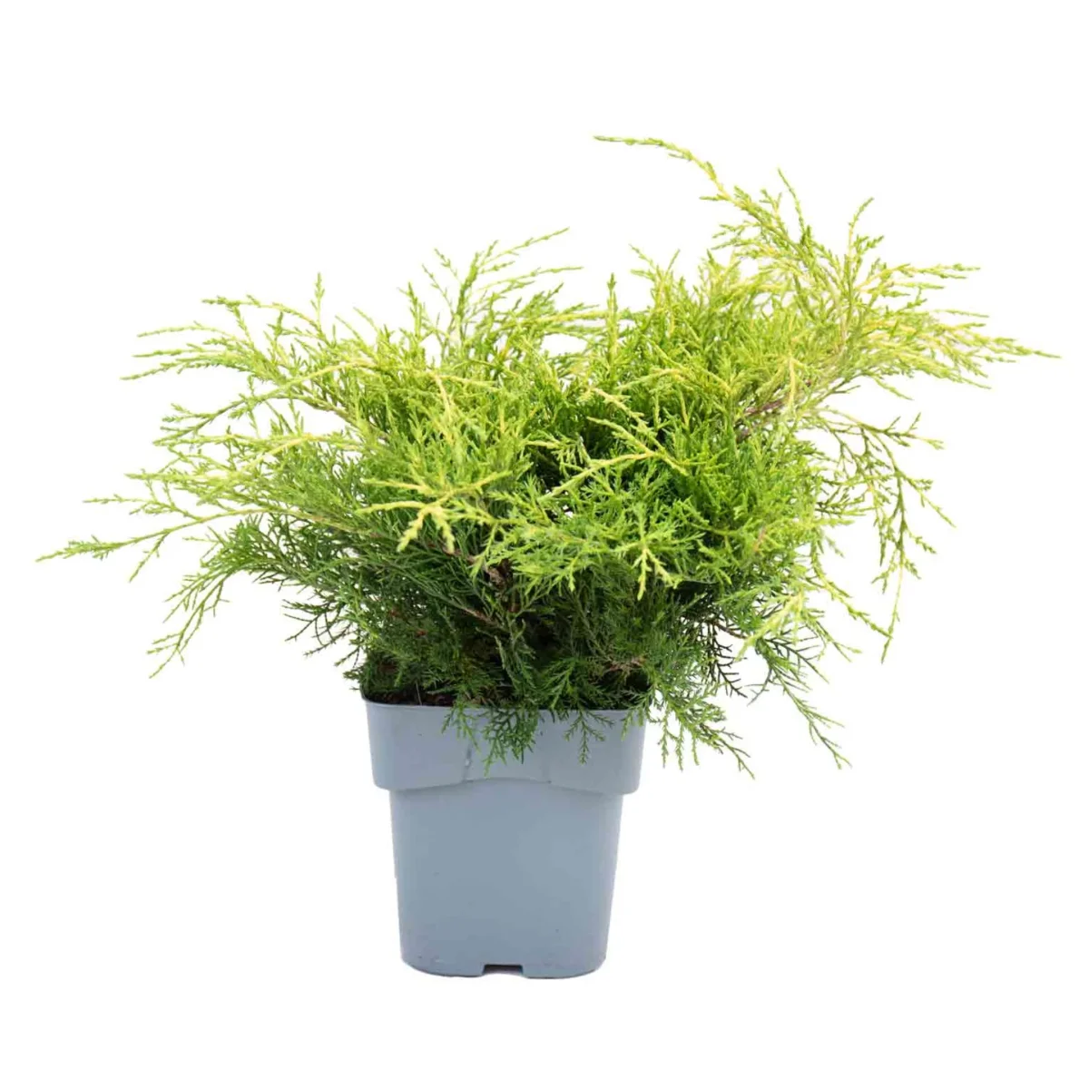 Juniperus da China Old Gold