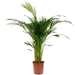 Palmeira Areca