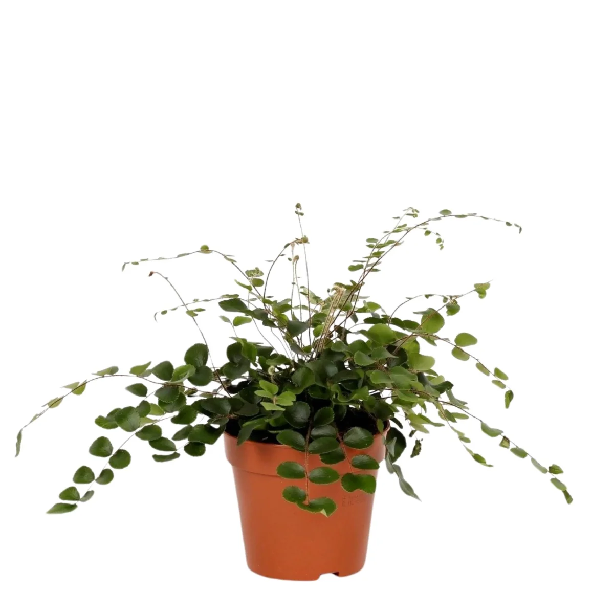 Samambaia de Botão - Image 2