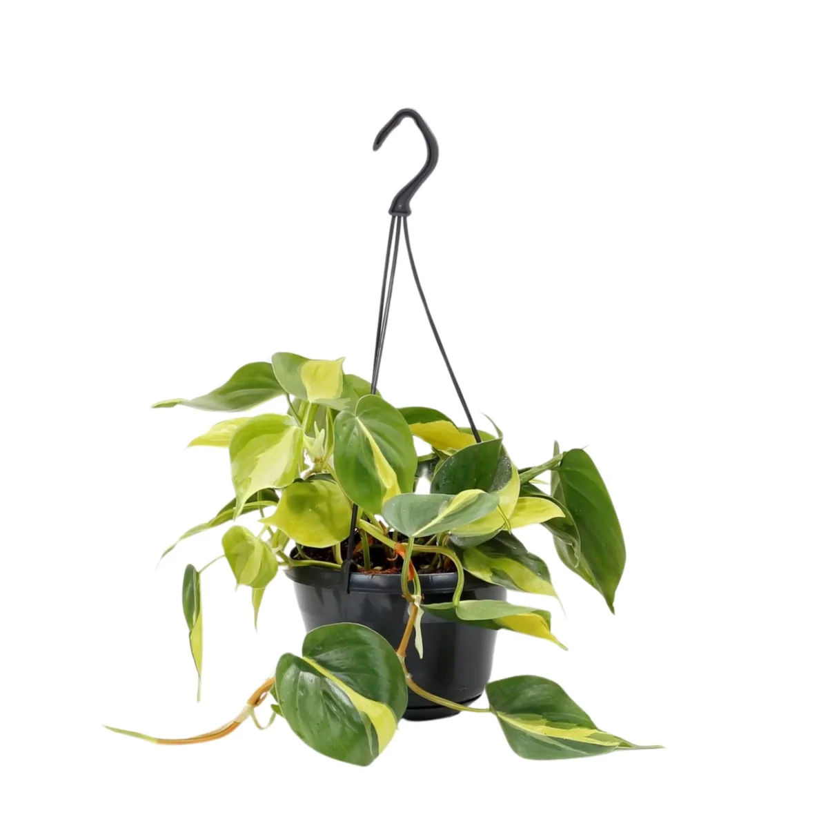 Philodendron Brasil - Image 9