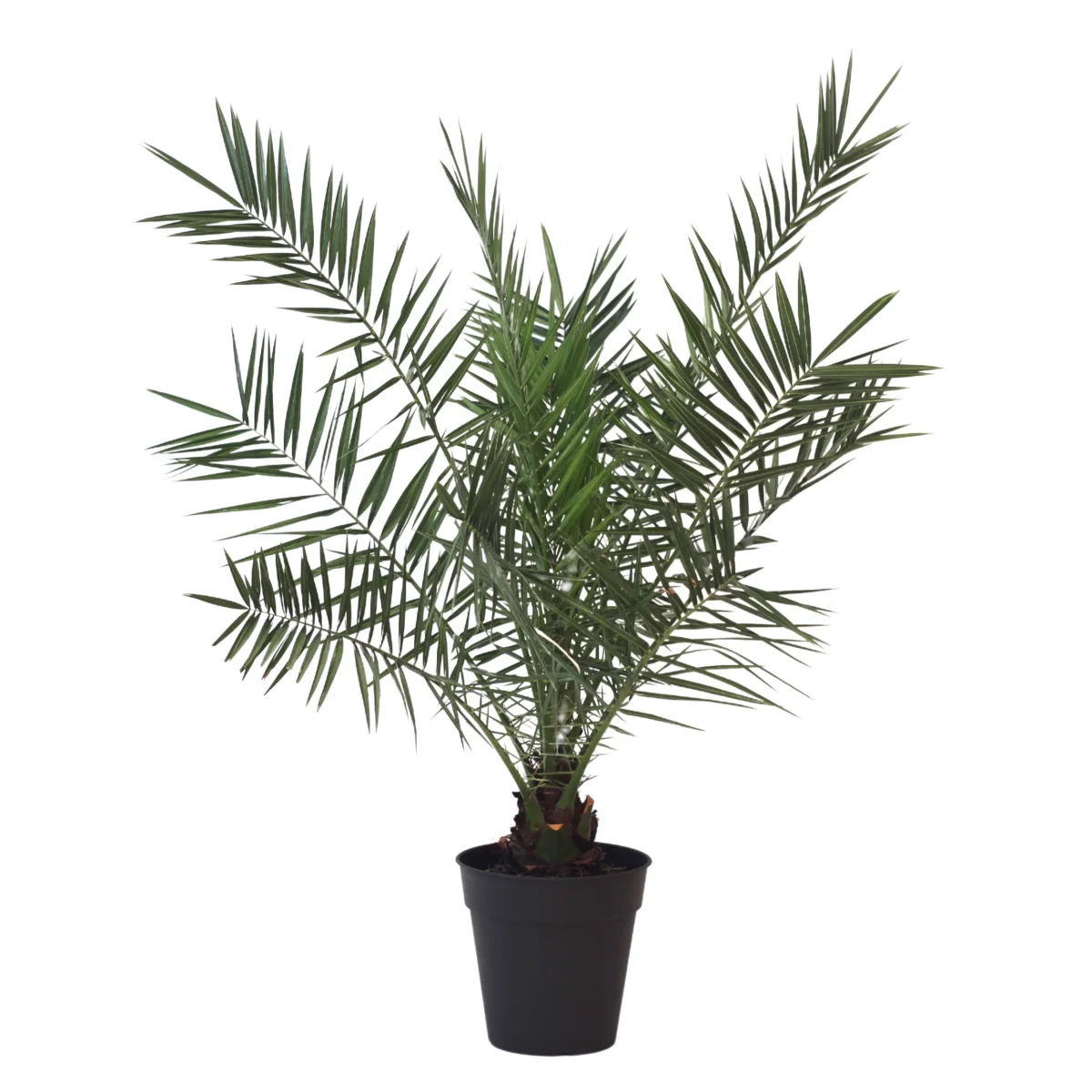 Palmeira das Canárias