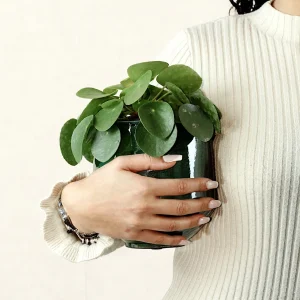 Planta Chinesa do Dinheiro Com Vaso Maia