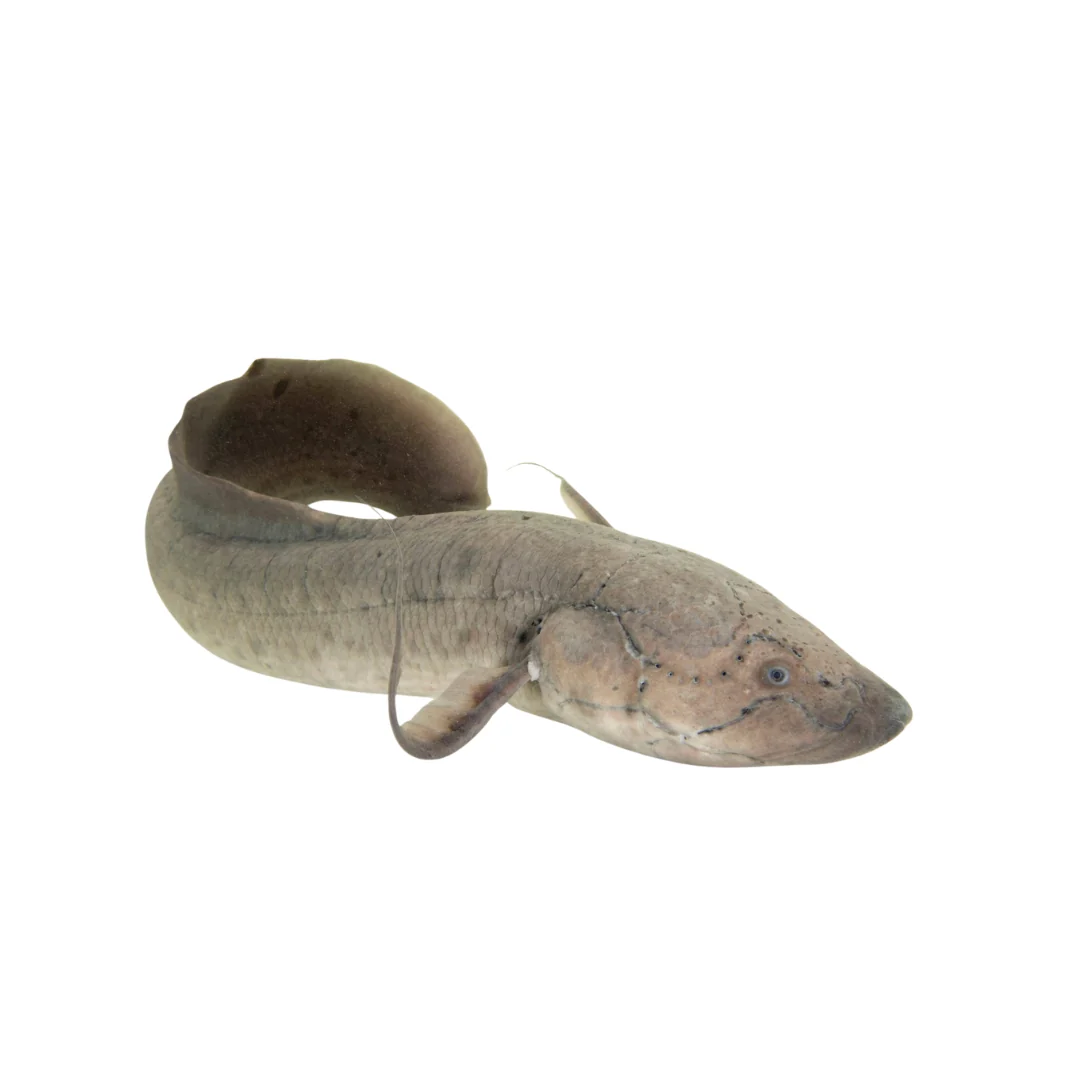 African Lungfish (Protopterus annectens) - Image 2
