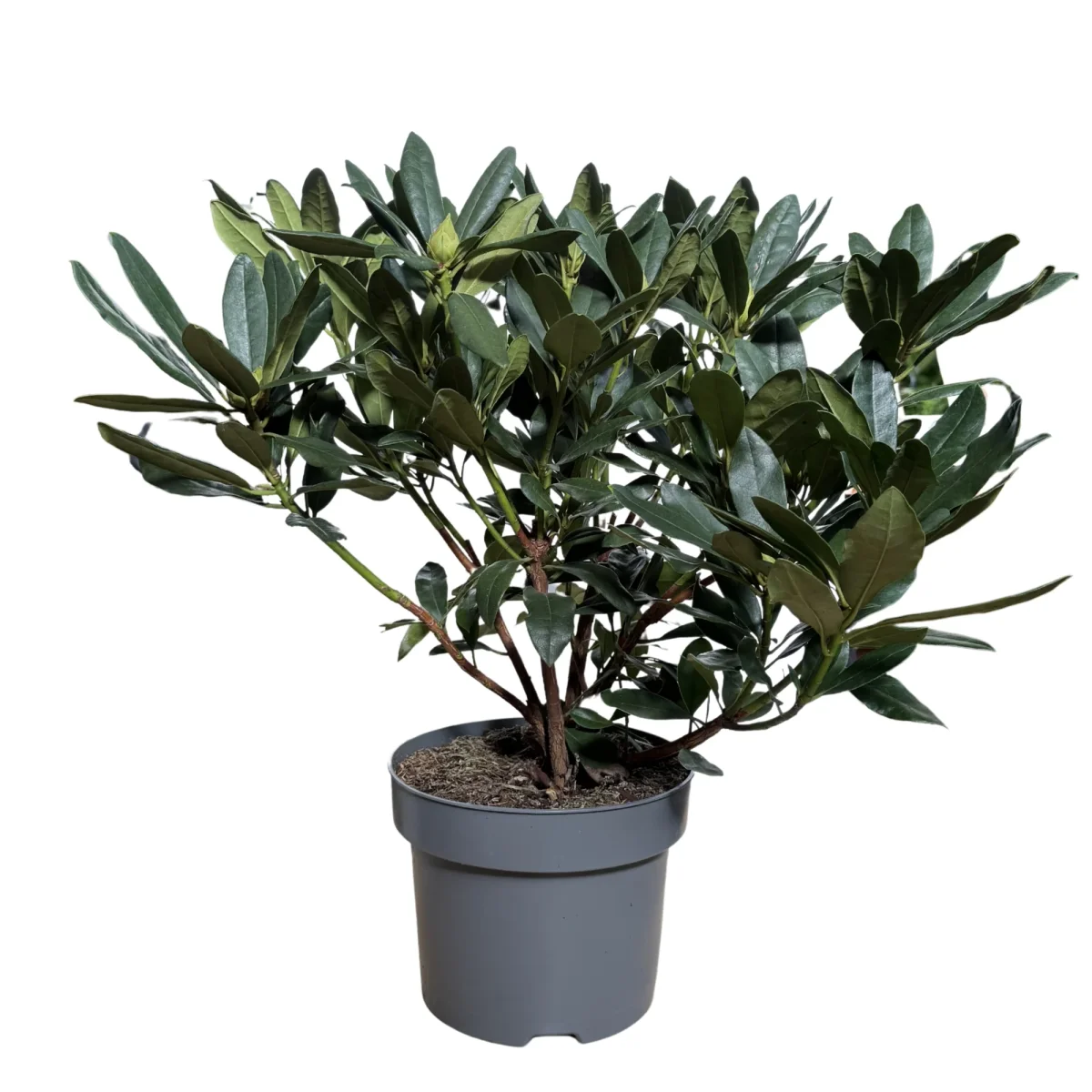 Rododendro Masson