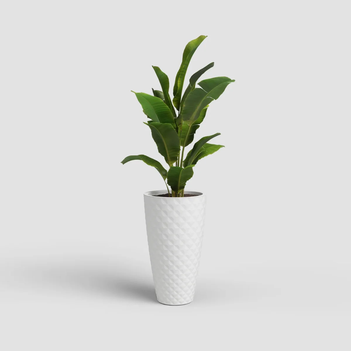 Vaso Havana Tropical | Alto - Image 9