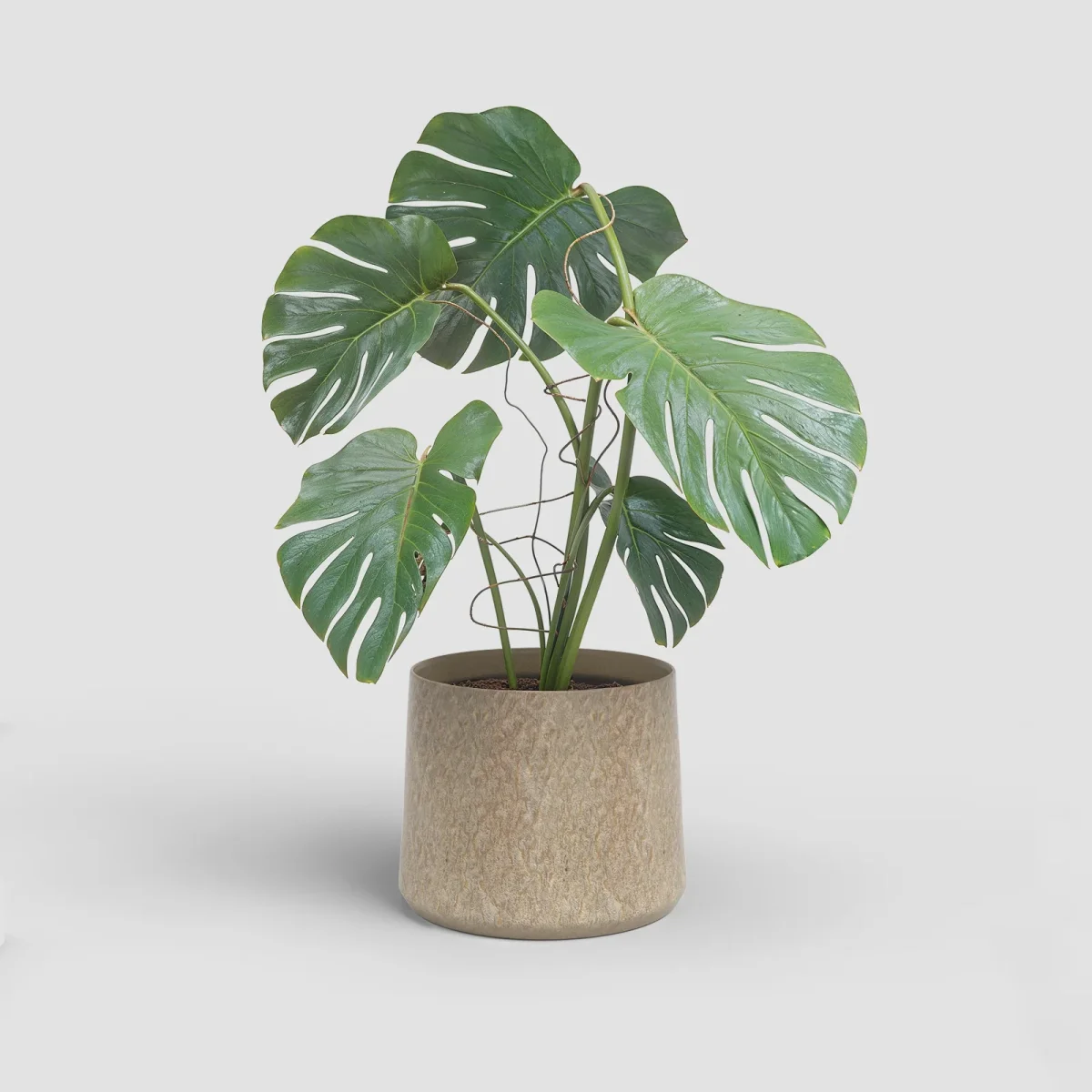 Vaso Saturn - Image 4