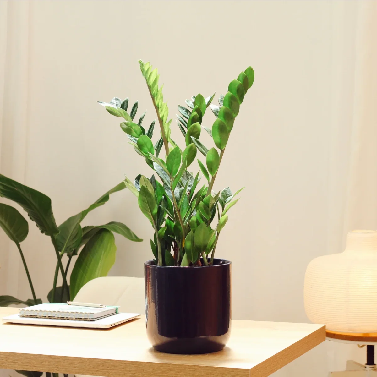 Zamioculcas com Vaso Jupiter